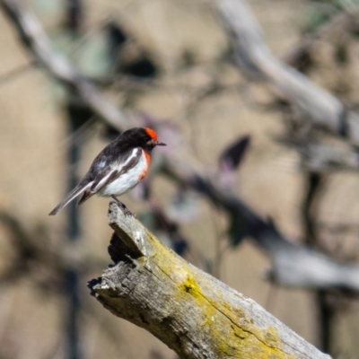 Petroica goodenovii (Red-capped Robin) at Mulligans Flat - 18 Aug 2016 by CedricBear