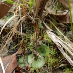 Cyrtostylis reniformis (Common Gnat Orchid) at Aranda Bushland - 29 Aug 2016 by CathB