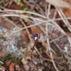 Cyanicula caerulea (Blue Fingers, Blue Fairies) at Majura, ACT - 29 Aug 2016 by petersan