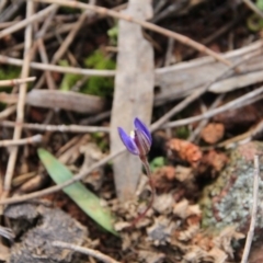 Cyanicula caerulea at Majura, ACT - suppressed
