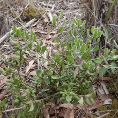 Persoonia rigida (Hairy Geebung) at Aranda, ACT - 29 Aug 2016 by CathB