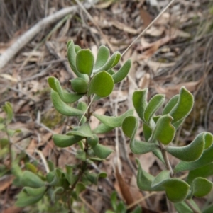 Persoonia rigida at Aranda, ACT - 29 Aug 2016