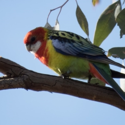 Platycercus eximius (Eastern Rosella) at Forde, ACT - 28 Aug 2016 by CedricBear