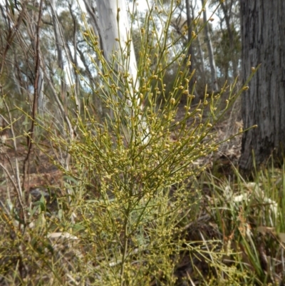 Omphacomeria acerba (Leafless Sour-bush) at Aranda Bushland - 29 Aug 2016 by CathB