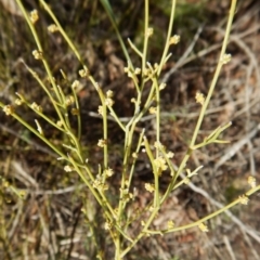 Omphacomeria acerba at Aranda, ACT - 29 Aug 2016 12:44 PM