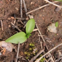 Ophioglossum lusitanicum (Adder's Tongue) at Canberra Central, ACT - 29 Aug 2016 by petersan