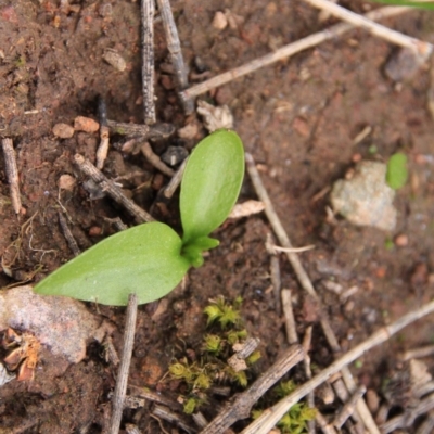 Ophioglossum lusitanicum (Adder's Tongue) at Canberra Central, ACT - 29 Aug 2016 by petersan