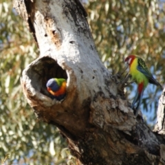 Trichoglossus moluccanus (Rainbow Lorikeet) at GG283 - 29 Aug 2016 by roymcd