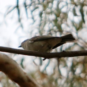 Pachycephala pectoralis at Macquarie, ACT - 29 Aug 2016 05:30 PM