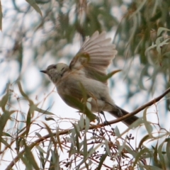 Pachycephala pectoralis at Macquarie, ACT - 29 Aug 2016 05:30 PM