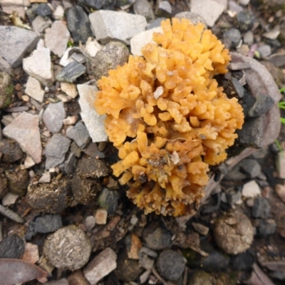 Ramaria sp. (A Coral fungus) at Bruce Ridge - 29 Aug 2016 by JanetRussell