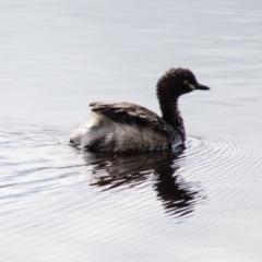 Tachybaptus novaehollandiae (Australasian Grebe) at Mulligans Flat - 29 Aug 2016 by CedricBear