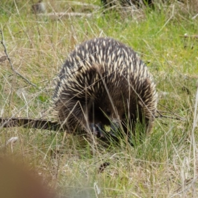 Tachyglossus aculeatus (Short-beaked Echidna) at Gungahlin, ACT - 29 Aug 2016 by CedricBear