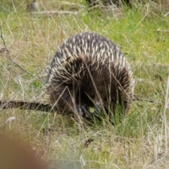 Tachyglossus aculeatus (Short-beaked Echidna) at Gungahlin, ACT - 29 Aug 2016 by CedricBear