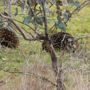 Tachyglossus aculeatus at Gungahlin, ACT - 29 Aug 2016