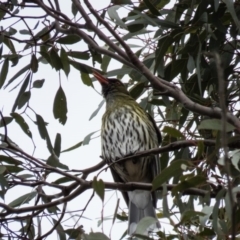 Oriolus sagittatus (Olive-backed Oriole) at Mulligans Flat - 29 Aug 2016 by CedricBear