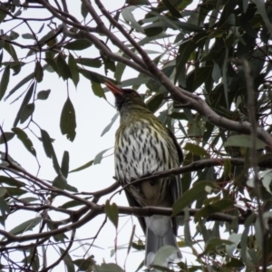 Oriolus sagittatus at Gungahlin, ACT - 29 Aug 2016 11:53 AM