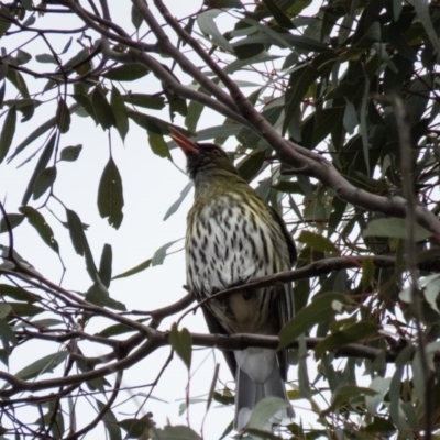 Oriolus sagittatus (Olive-backed Oriole) at Mulligans Flat - 29 Aug 2016 by CedricBear