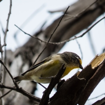 Pardalotus striatus (Striated Pardalote) at Mulligans Flat - 29 Aug 2016 by CedricBear