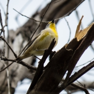 Pardalotus striatus at Gungahlin, ACT - 29 Aug 2016 11:16 AM