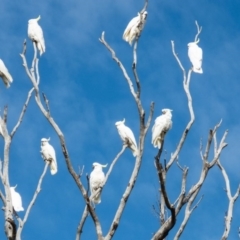 Cacatua galerita (Sulphur-crested Cockatoo) at Mulligans Flat - 28 Aug 2016 by CedricBear