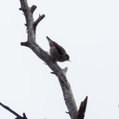 Daphoenositta chrysoptera (Varied Sittella) at Mulligans Flat - 29 Aug 2016 by CedricBear