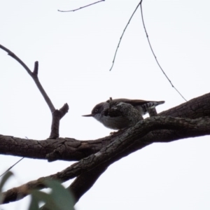 Daphoenositta chrysoptera at Gungahlin, ACT - 29 Aug 2016 11:33 AM