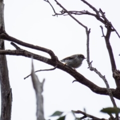 Daphoenositta chrysoptera at Gungahlin, ACT - 29 Aug 2016 11:33 AM