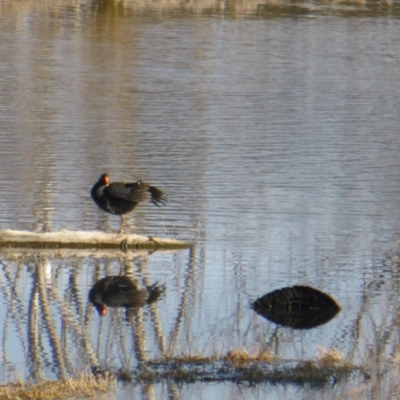 Gallinula tenebrosa (Dusky Moorhen) at Jerrabomberra Wetlands - 26 Aug 2016 by Mike