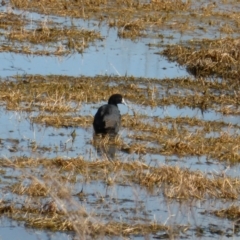 Fulica atra (Eurasian Coot) at Jerrabomberra Wetlands - 26 Aug 2016 by Mike