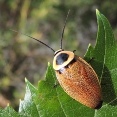 Ellipsidion australe (Austral Ellipsidion cockroach) at Pollinator-friendly garden Conder - 23 Jan 2015 by michaelb