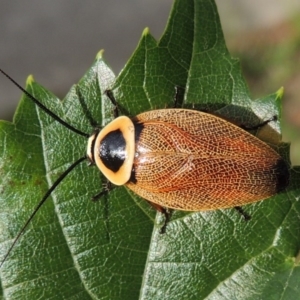 Ellipsidion australe at Conder, ACT - 24 Jan 2015 08:22 AM