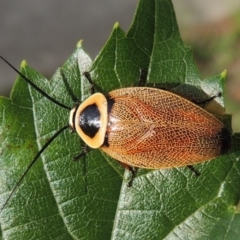 Ellipsidion australe at Conder, ACT - 24 Jan 2015