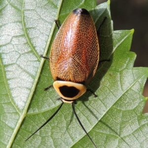 Ellipsidion australe at Conder, ACT - 24 Jan 2015