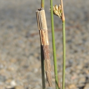 Lepidoscia arctiella at Paddys River, ACT - 9 Nov 2013