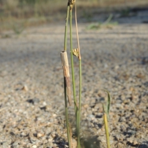 Lepidoscia arctiella at Paddys River, ACT - 9 Nov 2013