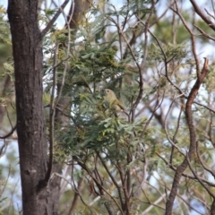 Acanthiza pusilla (Brown Thornbill) at Mount Majura - 29 Aug 2016 by petersan