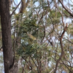 Acanthiza pusilla at Canberra Central, ACT - 29 Aug 2016 11:05 AM