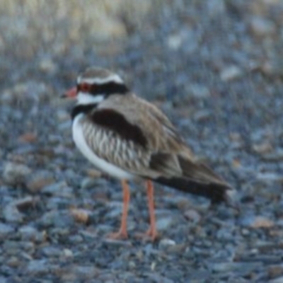 Charadrius melanops (Black-fronted Dotterel) at Bango, NSW - 27 Aug 2016 by Renzy357