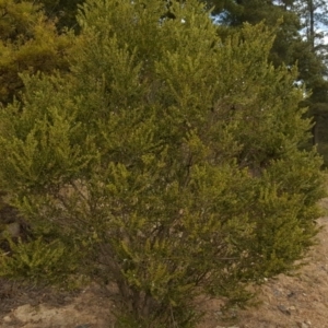 Acacia howittii at Isaacs, ACT - 30 Aug 2016 04:45 PM