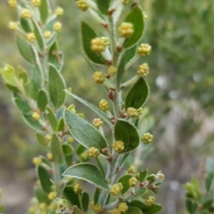 Acacia howittii at Isaacs, ACT - 30 Aug 2016 04:45 PM