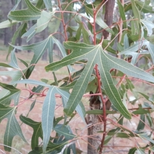 Brachychiton populneus subsp. populneus at Isaacs, ACT - 30 Aug 2016