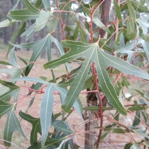 Brachychiton populneus subsp. populneus at Isaacs, ACT - 30 Aug 2016 04:55 PM