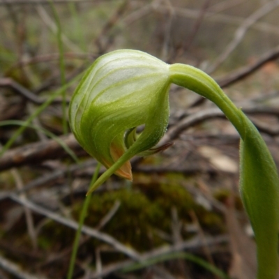 Pterostylis nutans (Nodding Greenhood) at Gossan Hill - 30 Aug 2016 by CathB