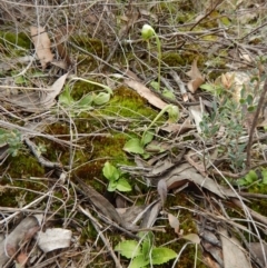 Pterostylis nutans at Bruce, ACT - 30 Aug 2016