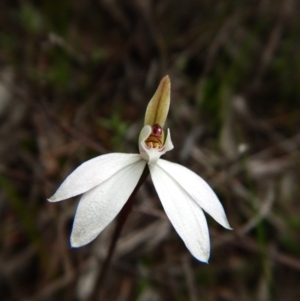 Caladenia fuscata at Bruce, ACT - suppressed