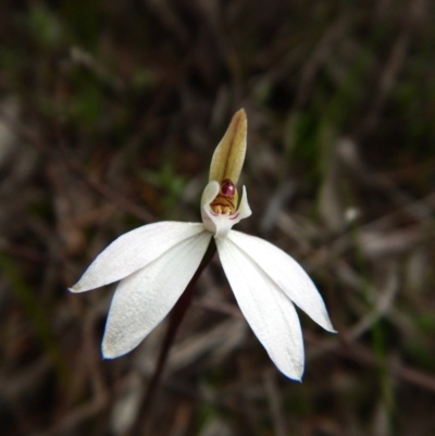 Caladenia fuscata (Dusky Fingers) at Bruce, ACT - 30 Aug 2016 by CathB