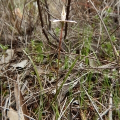 Caladenia fuscata at Bruce, ACT - suppressed