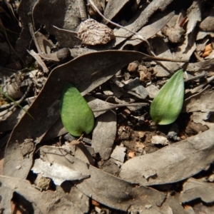 Eriochilus cucullatus at Bruce, ACT - 30 Aug 2016