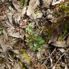 Speculantha rubescens (Blushing Tiny Greenhood) at Bruce, ACT - 30 Aug 2016 by CathB